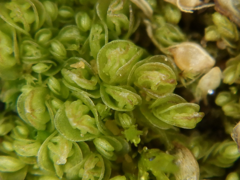 Solenostoma gracillimum